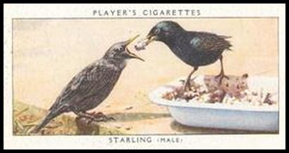 35 Starling